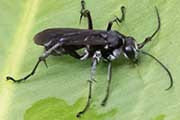 Spider Wasp (Turneromyia sp) (Turneromyia sp)